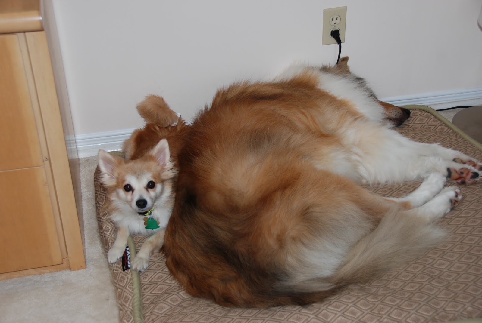 My Loyal Rescue Foster Dogs Bed Hog!