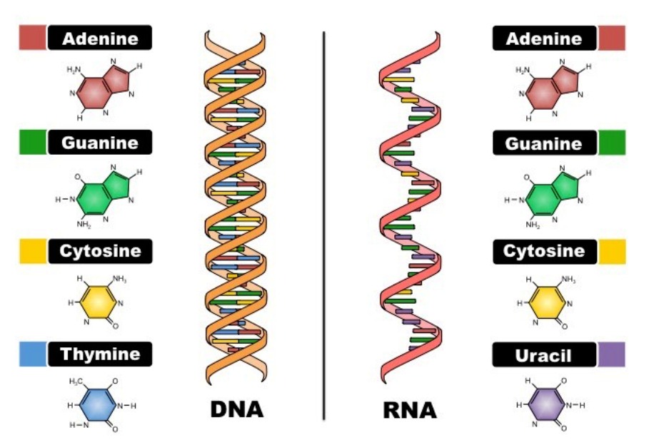 Рнк аденин гуанин. РНК. Структура ДНК И РНК. Строение ДНК И РНК схема. DNA vs RNA.