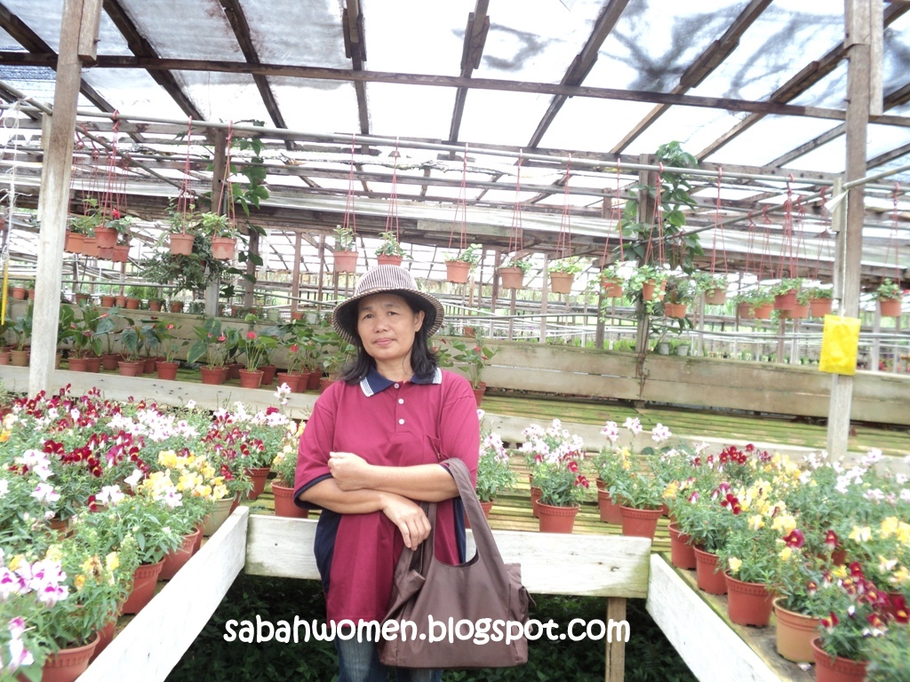 Flower Nursery at JS Nursery, Kundasang Sumandak Kinabalu Little Corner
