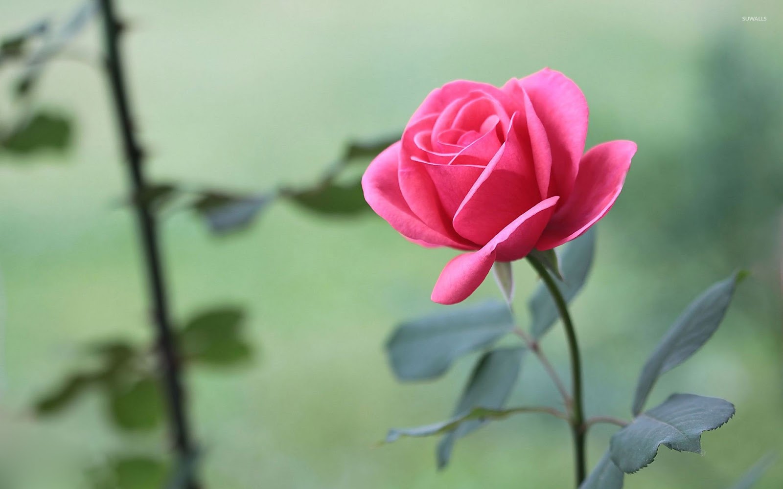 44 Gambar Bunga Mawar Cantik Warna Warni Kumpulan Gambar Lengkap