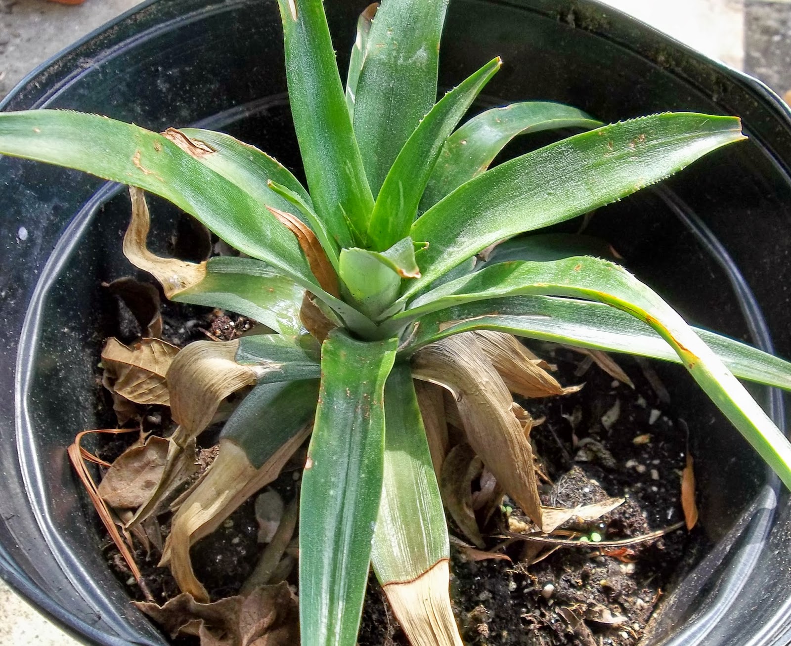 PRACTICAL PARSIMONY My Accidental Pineapple Plant