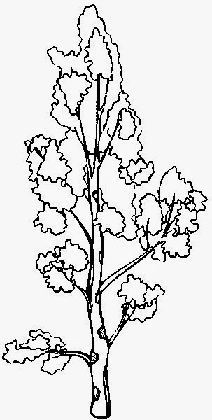 Как нарисовать тополь