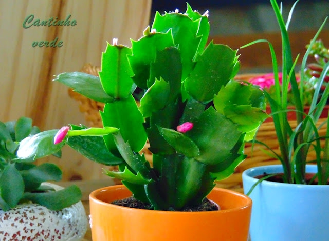 Cultivo da Flor de Maio Schlumbergera truncata