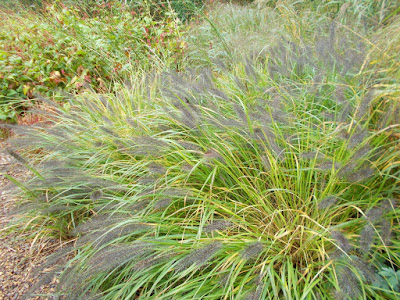 Grasses for flowers Reasons to Grow Ornamental Grasses in Your Garden Green Fingered Blog