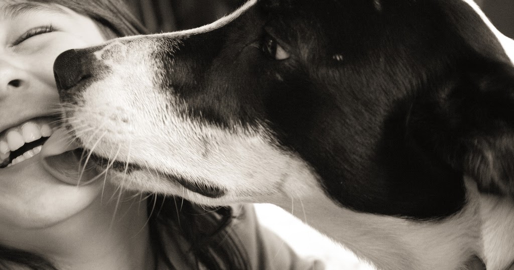 37 Excited Sonhar Com Cachorro Lambendo Seu Rosto Image - cão