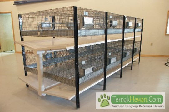 Rabbit Cage Modern - 5 Model Kandang Kelinci Rumahan dan Kriteria Kandang Yang Sehat Rabbit Cage Modern - 5 Model Kandang Kelinci Rumahan dan Kriteria Kandang Yang Sehat