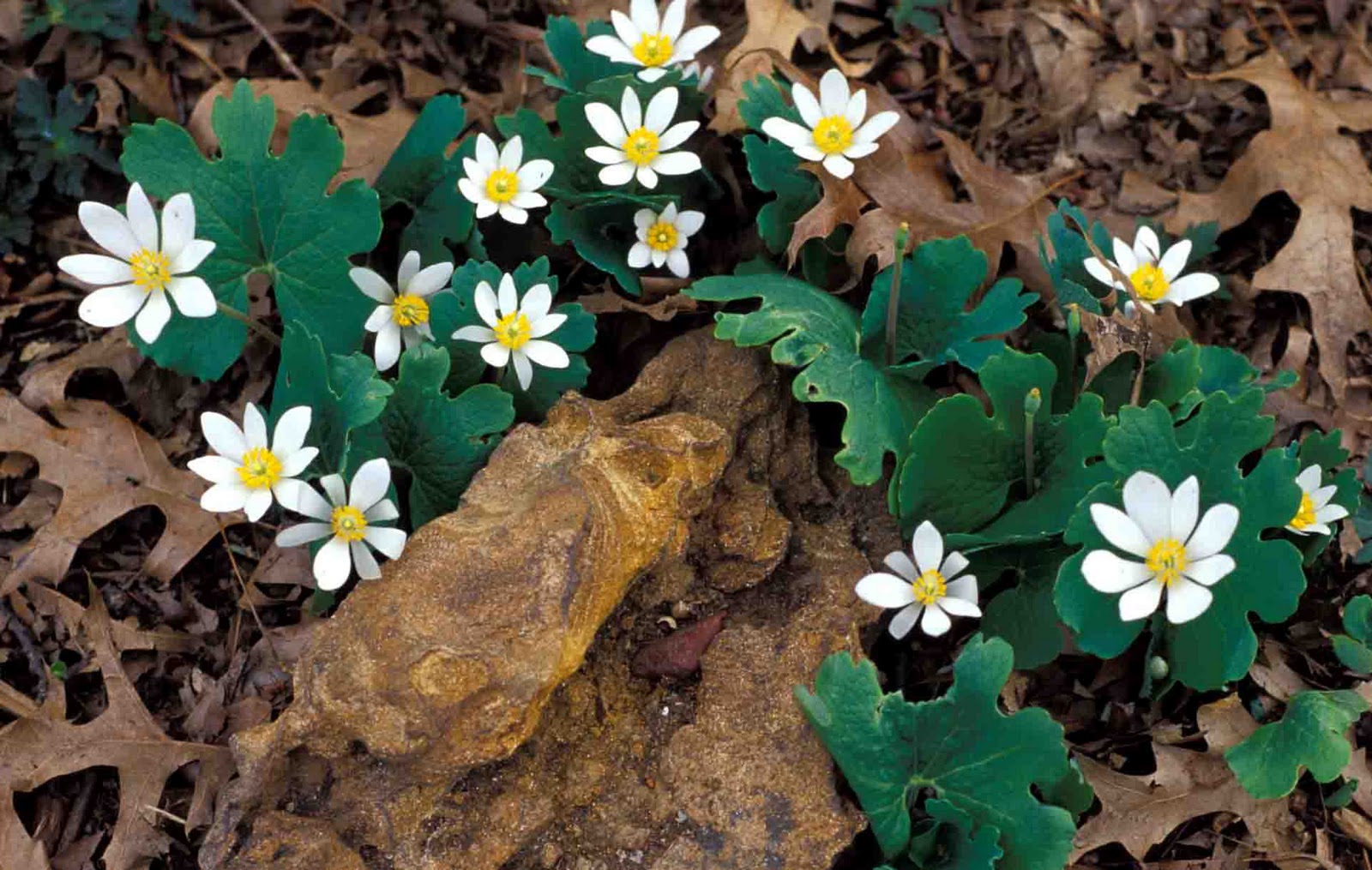 bloodroot native plant canadensis kentucky wildflowers spring sanguinaria ky flowers woodland week benefits health early wildlife