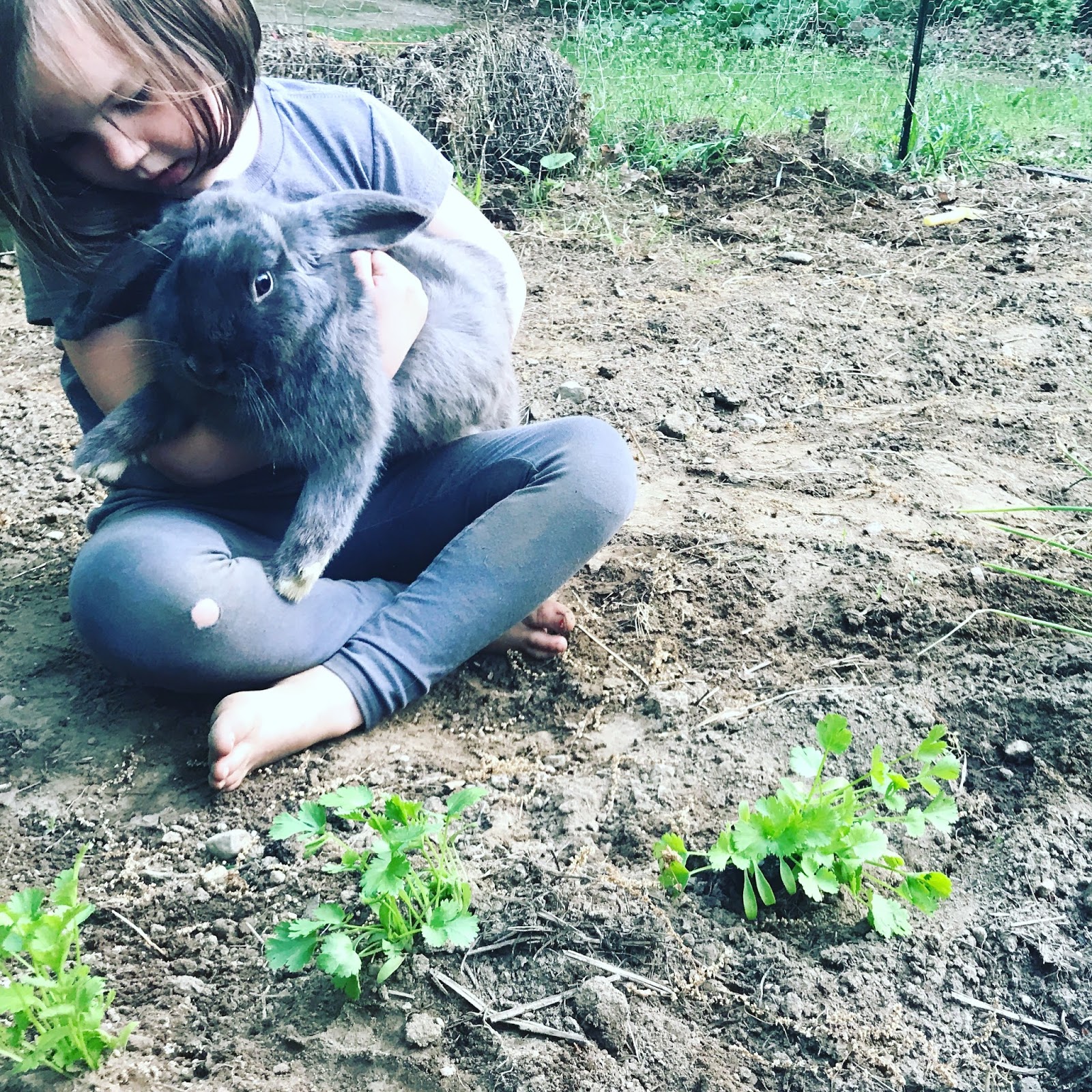 Backyard baseball watermelon tree
