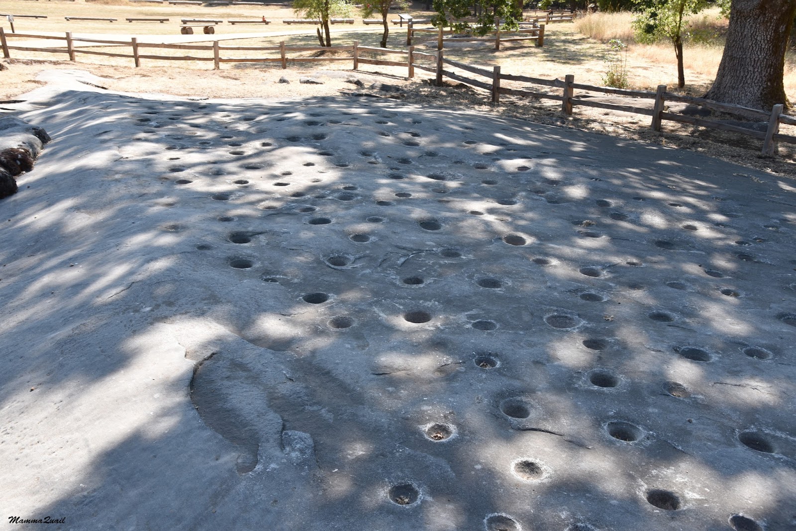 Mamma Quail Hiking California Here Forever Indian Grinding Rock