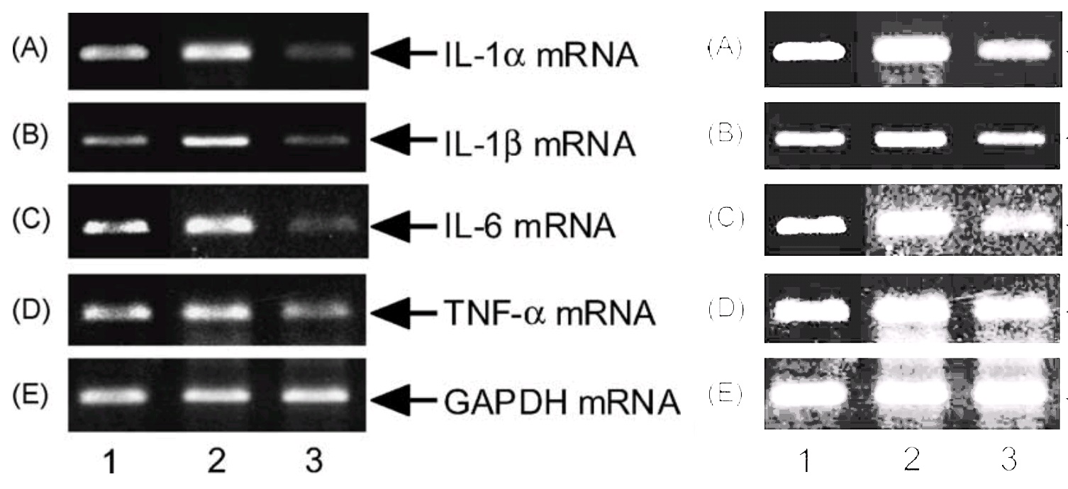 Riddled ToothFairy vs. the Easter Bunny