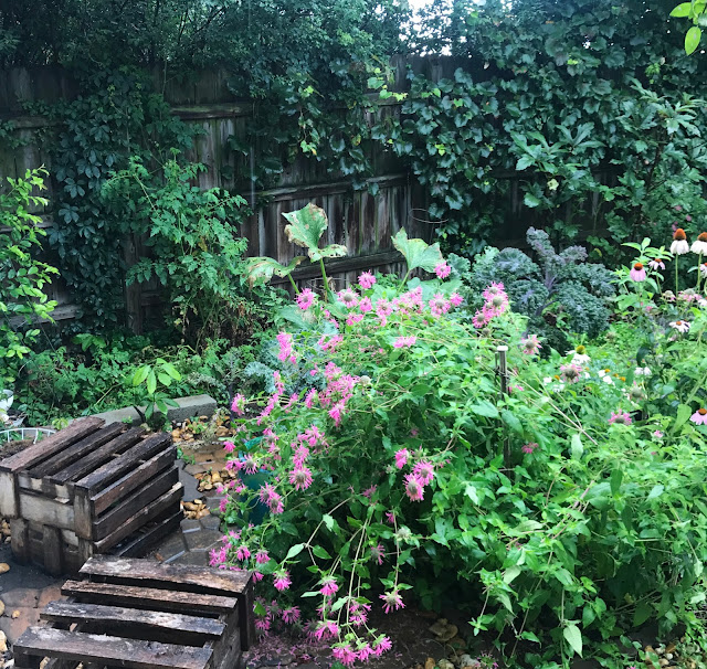 Grow your own Bee Balm Garden for tea