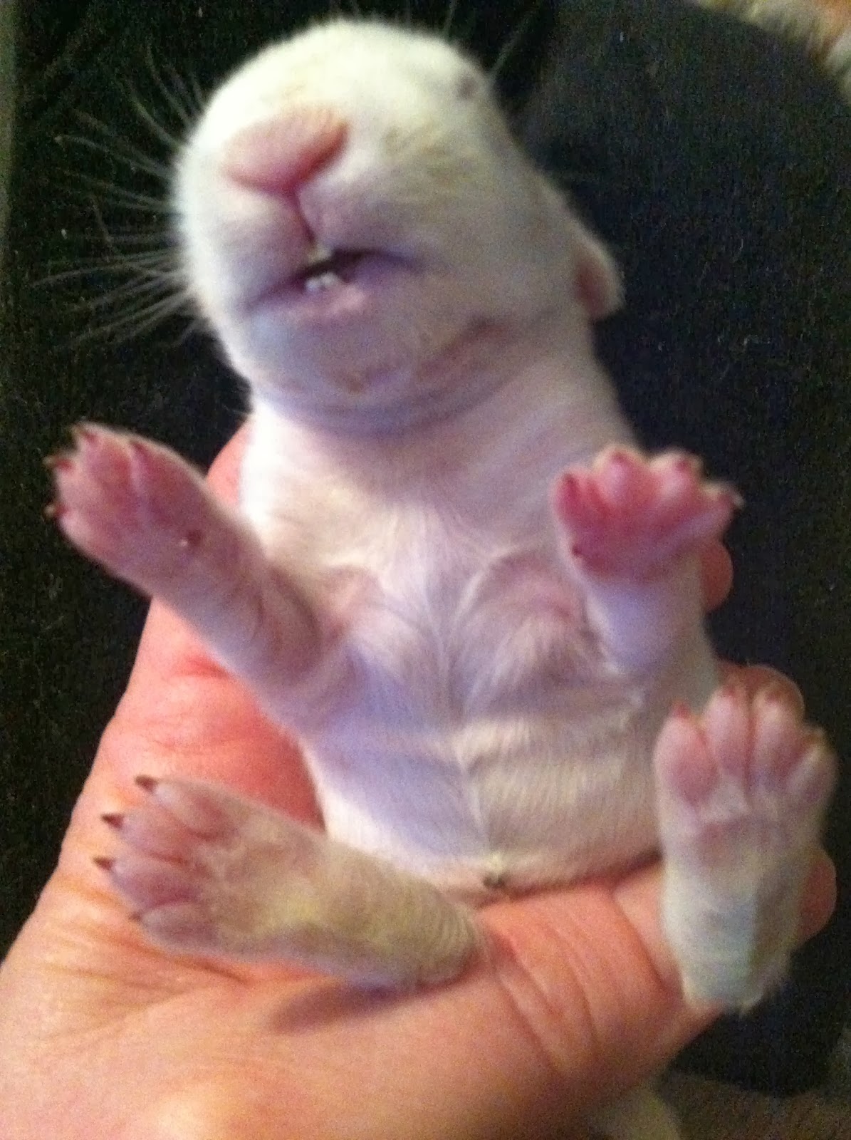 S.T.E.M. BUNNIES Events, Camps and Foster Rabbits BABY BUNNIES Nest