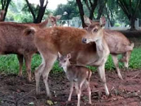 TAMAN RUSA BUMI PATRA RAYA INDRAMAYU TAMAN RUSA BUMI PATRA RAYA INDRAMAYU