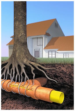 Subsurface Tree Root Damage Problem roots and drainage