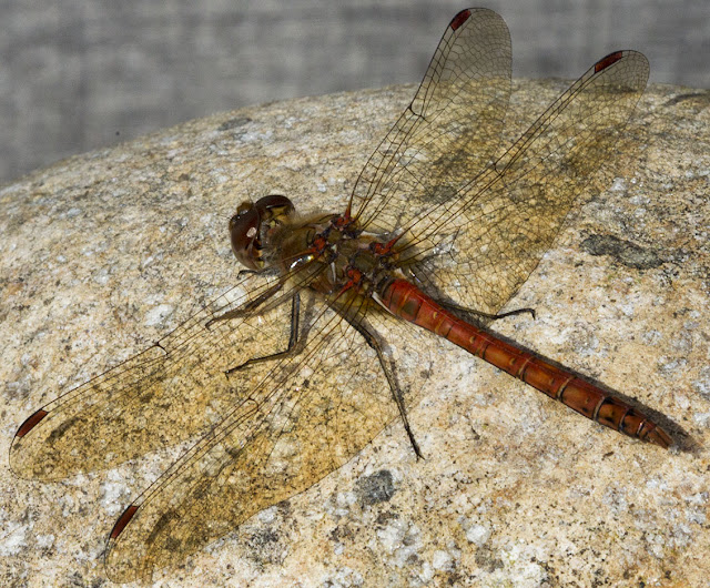 Male Common Darter, Sympetrum striolatum.  Mill House, Keston, 31 August 2012.