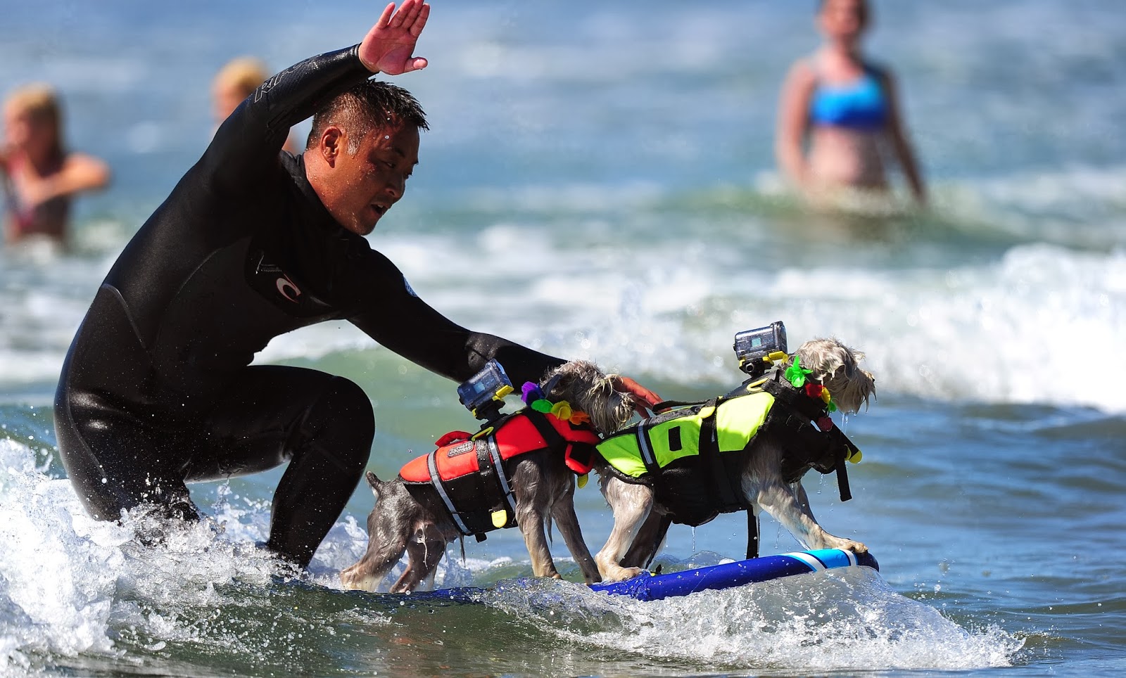 Annual Dog Surfing Competition - Images Archival Store