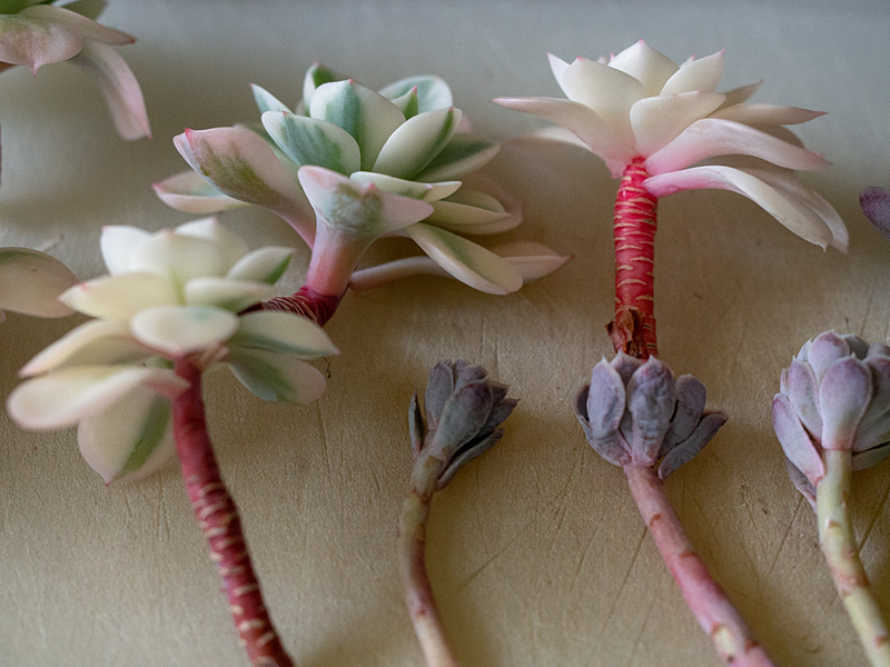 chaos and gardening in the backyard