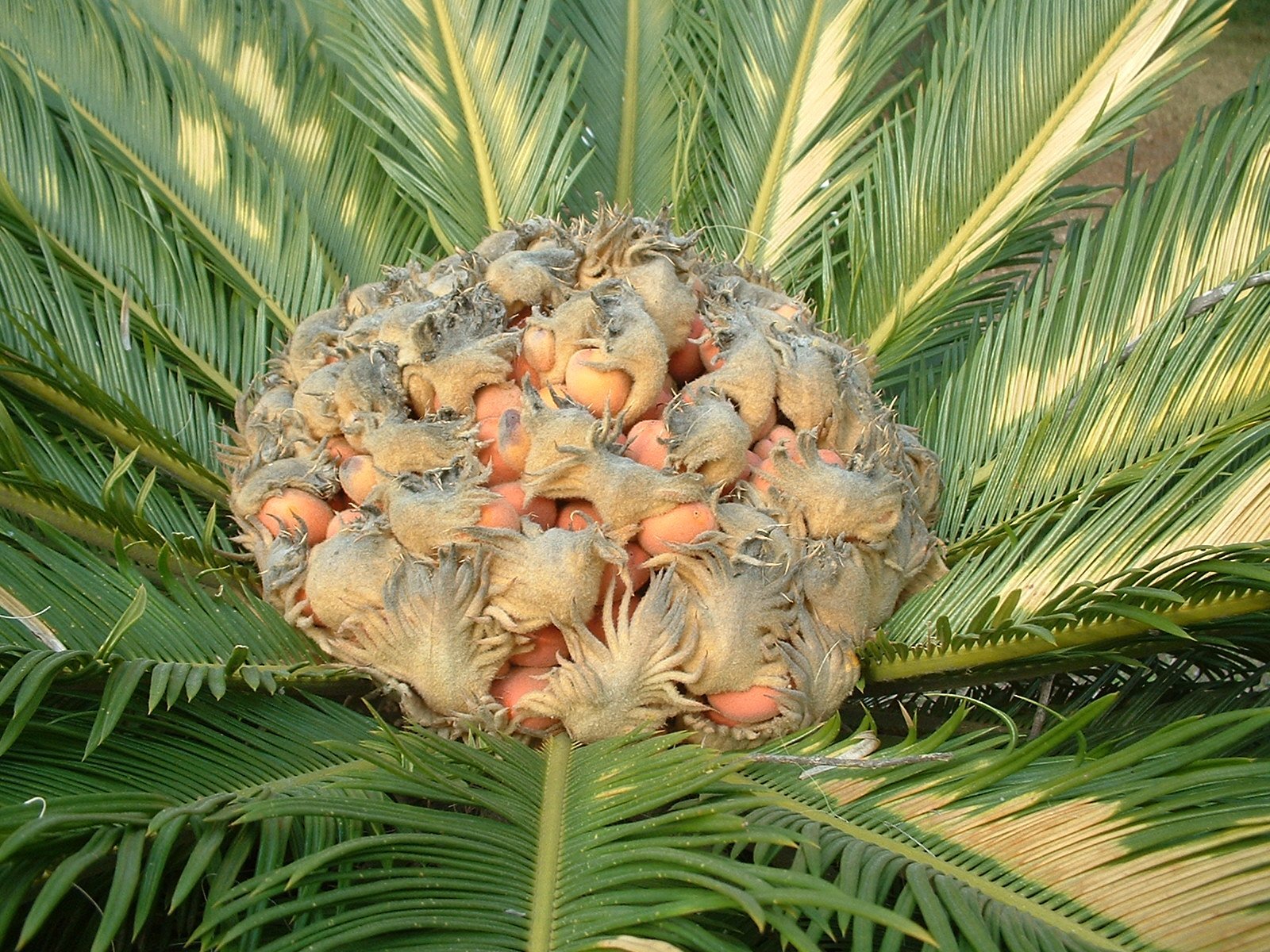 Cica Cycas revoluta
