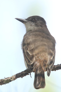 Hispaniolan Loggerhead Kingbird