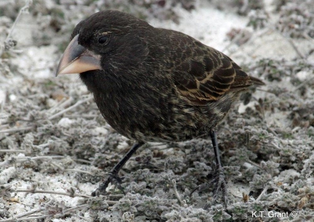 Cientistas identificam pássaros em processo de evolução para gerar nova