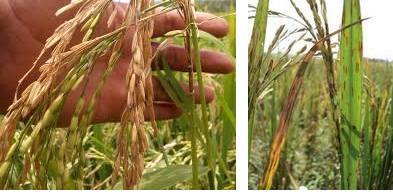 Basmi Tuntas Penyakit Blas Padi Sampai Bablas dengan Fungisida ini