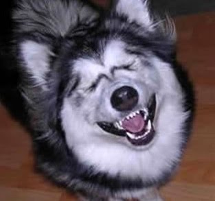 perro