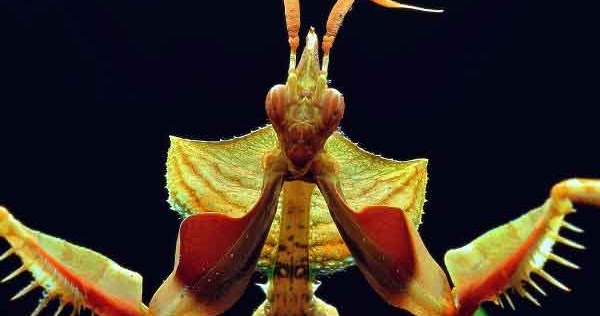 Fakta Menarik Tentang Walang Kekek / Belalang Sembah - Misteri, Fakta Dan  Fenomena