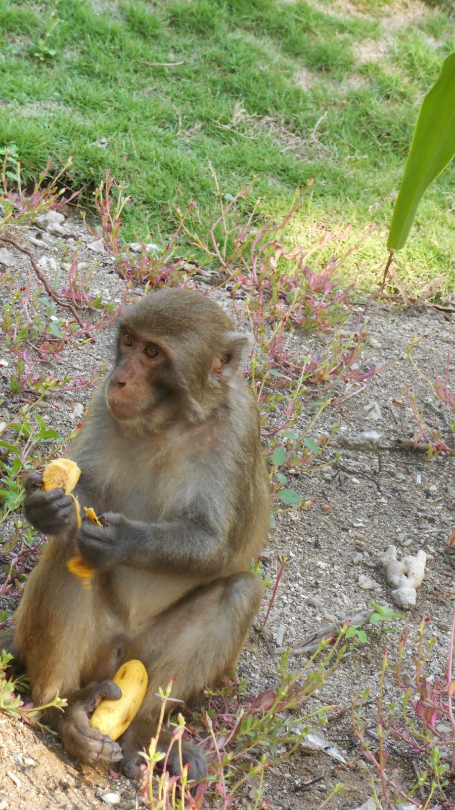 обезьяна с апельсином