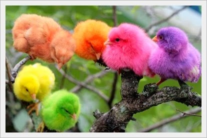 Anak ayam warna warni