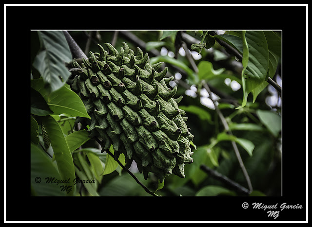 Fruto del Noni (según el guía).