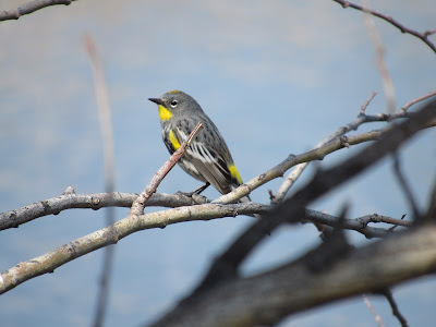 Klamath Basin National Wildlife Refuges California birding hotspot