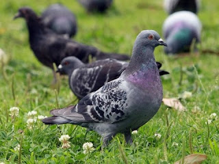 pigeon information in hindi | कबूतर pigeon information in hindi | कबूतर