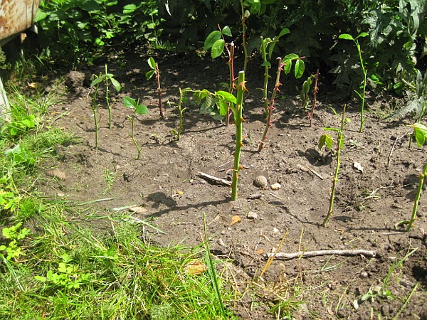 bewurzelungspulver Schönfrucht durch steckholz vermehren: so geht’s