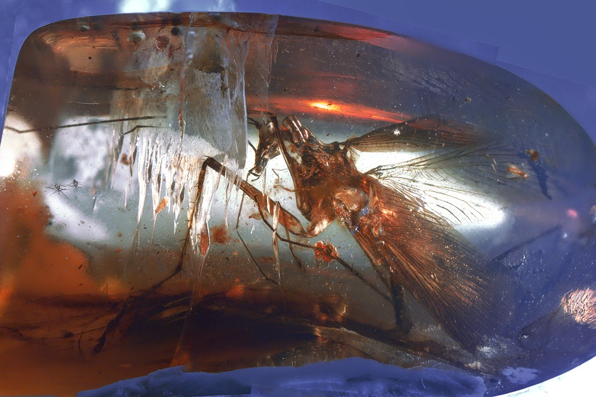 Cockroach Natural History Cockroach Natural History