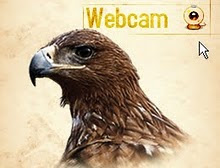 Webcam Águila Imperial