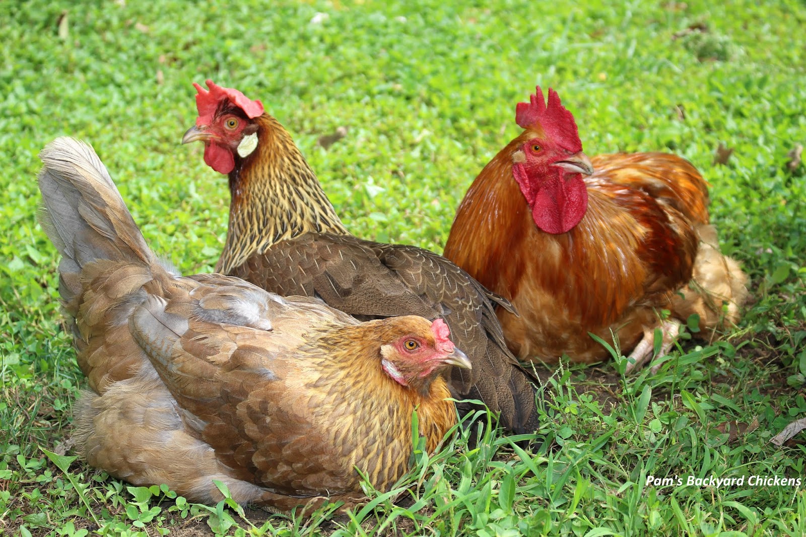 Pams Backyard Chickens A Top Ten List Of The Best Chickens For Eggs