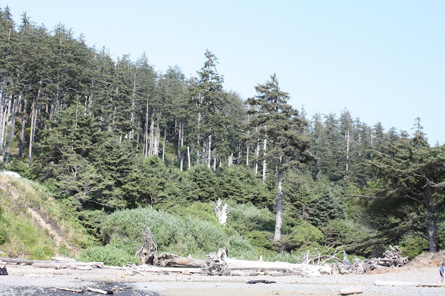 The Sitka Spruce forest right above the beach at Ecola Beach State Park.
