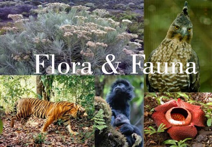  Gambar Flora Fauna Jelajah Indonesia Batas Gambar Dunia di 