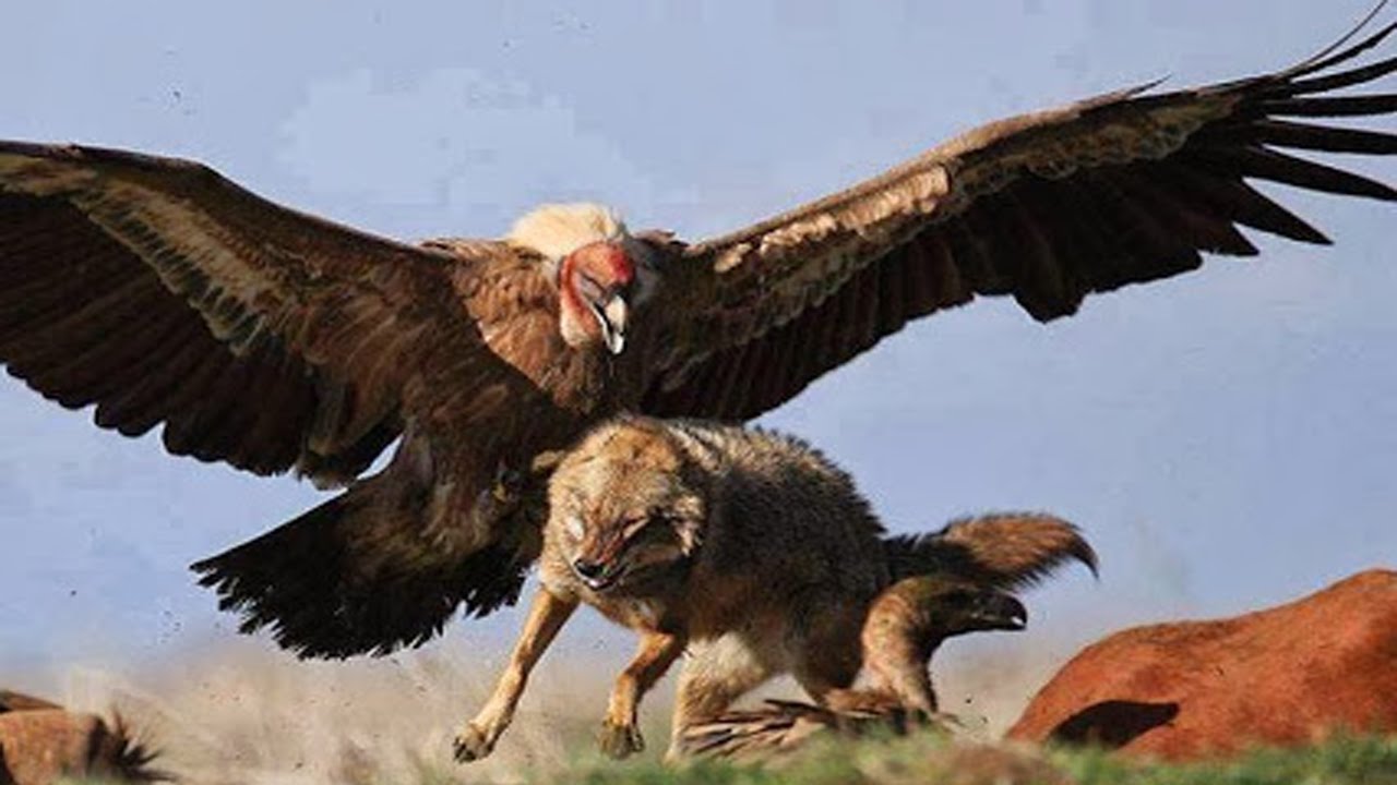 Datos Interesantes EL AVE MAS GRANDE