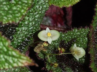 Jardineria, Catalogo de Plantas: Begonia masoniana