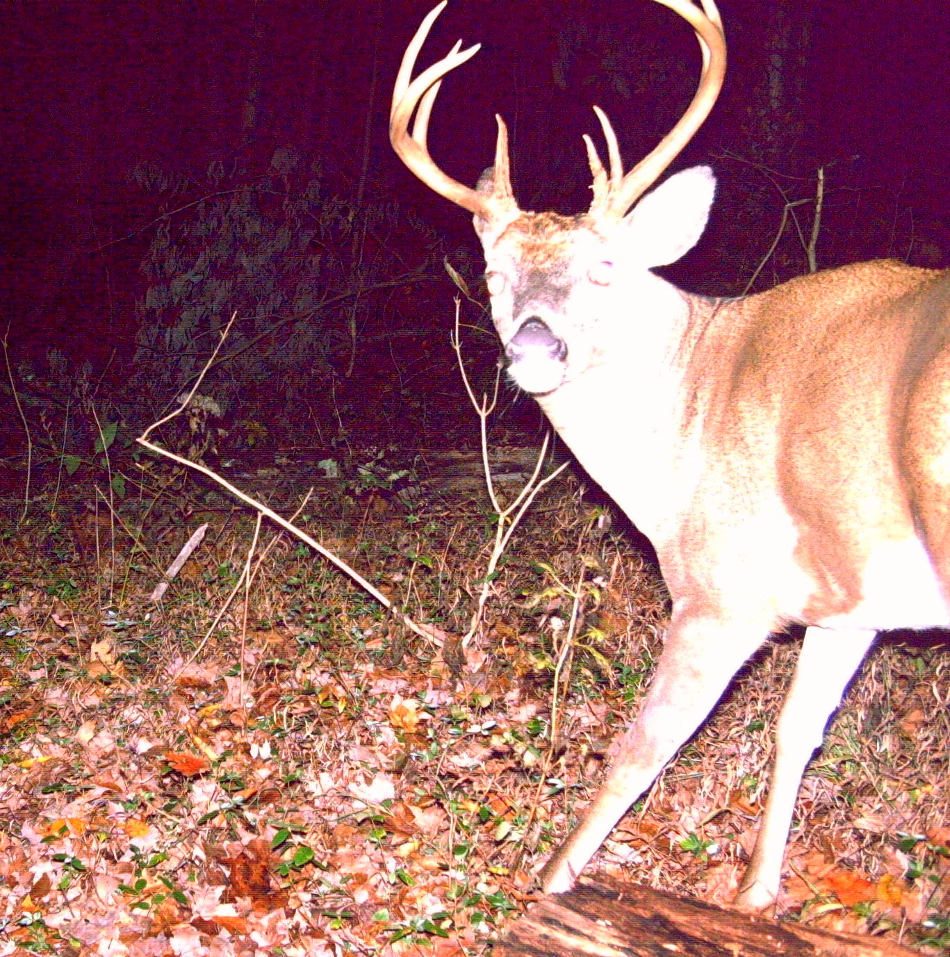 Indiana Woods and Waters Strategies for Hunting the Hoosier National