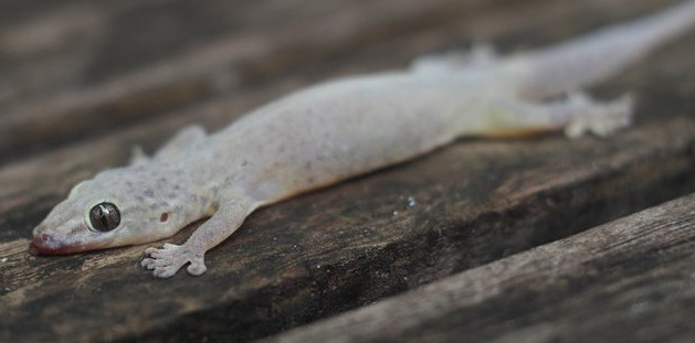 Arti Kejatuhan Cicak Di Dada Menurut Primbon Dan Islam Serta Mitosnya Kejatuhan Cicak Kecil