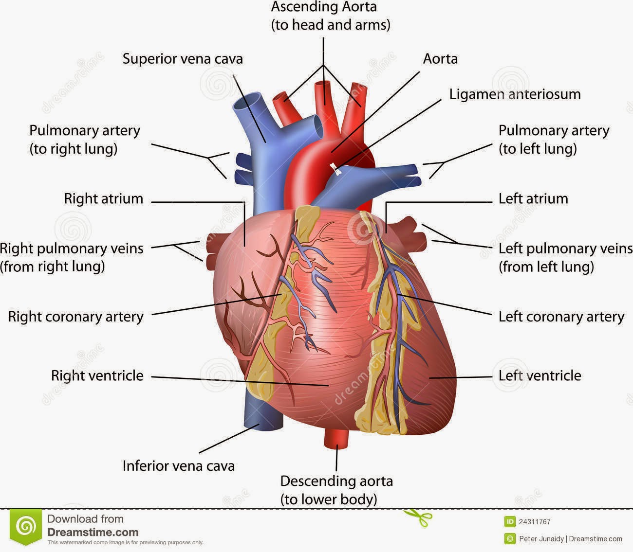 het hart anatomie 5. De uitwendige anatomie