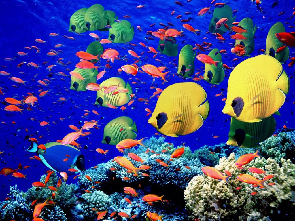 Tropical Fish Wonderful Natural Color Design | Travel Review