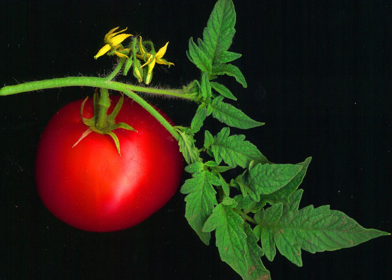 Intentional Living Hawaii Tomatoes In Tomatoes In Hawaii