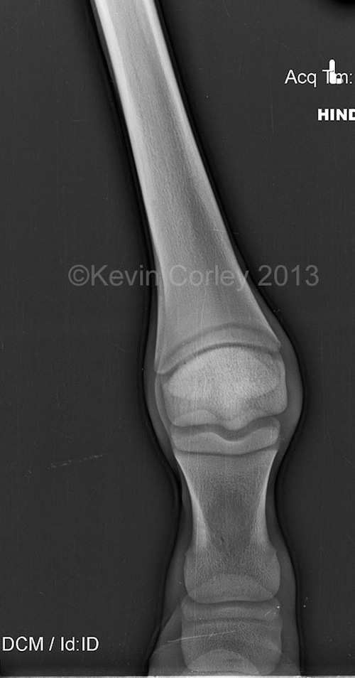 Fran Jurga`s Hoofcare + Lameness On the Case Combined Contracture and