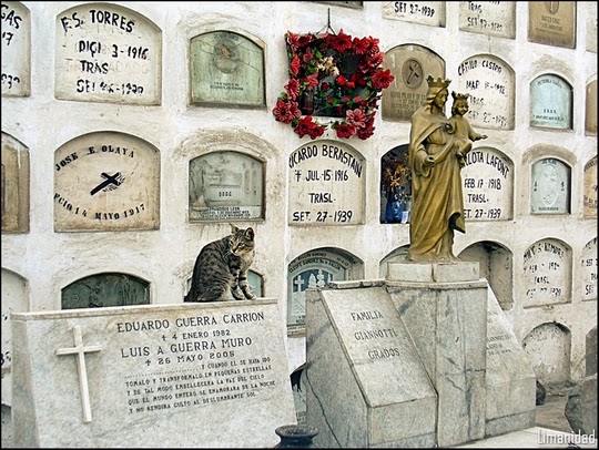 Recoleta Cemetery cat