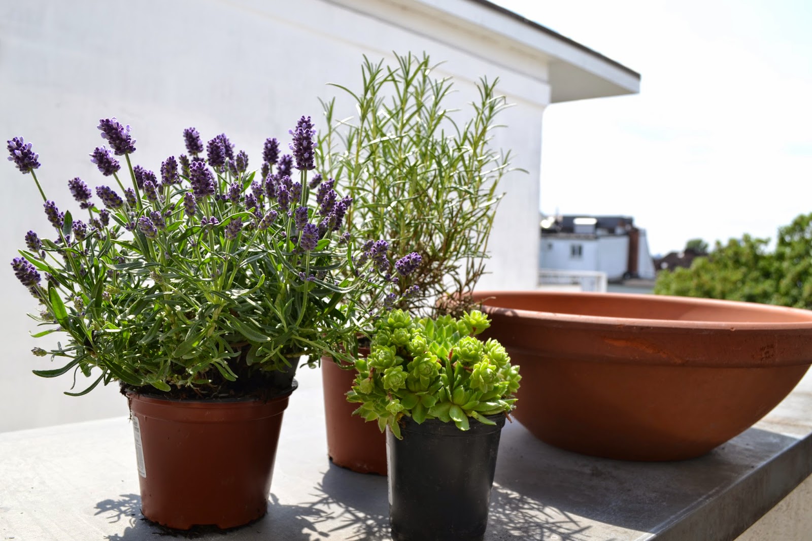 Jurinde macht was DIY Pflanzschale mit Lavendel, Rosmarin und Sukkulente