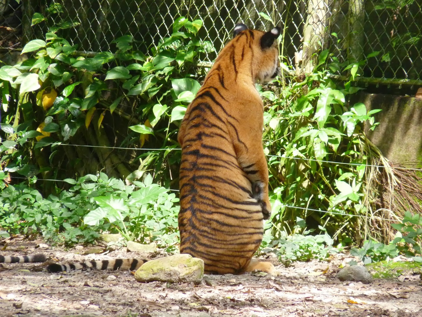 National Zoo Kuala Lumpur  A day at the National Zoo, a great night