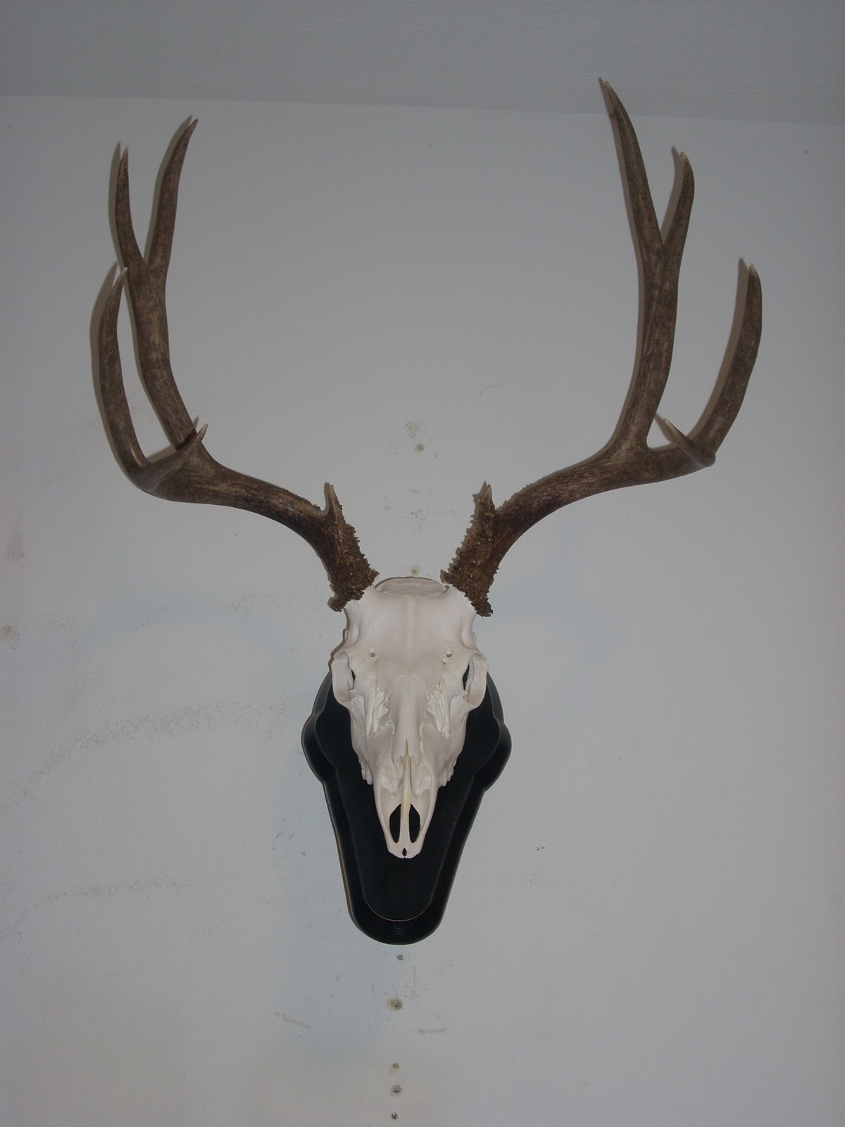 KCK Taxidermy European Mounts